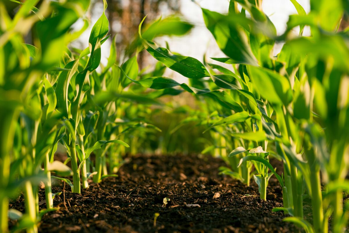 Økologiske planter på en åker. Plantene vokses økologisk med solskinn og naturlig næring fra jorden.
